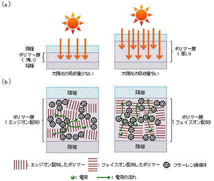 塗布型有機薄膜太陽電池（塗布型OPV）の模式図